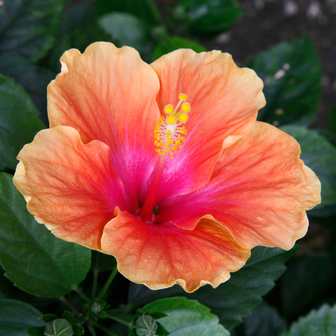 Hanging Car Diffuser